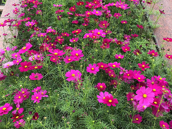 南昌仿真花树-公司植物摆设设计